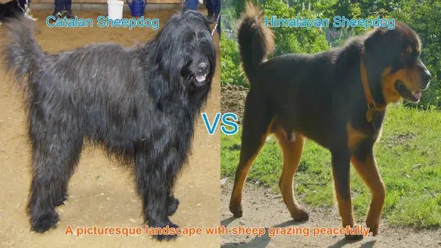 Video thumbnail for Sheepdog Showdown: Catalan vs. Himalayan
