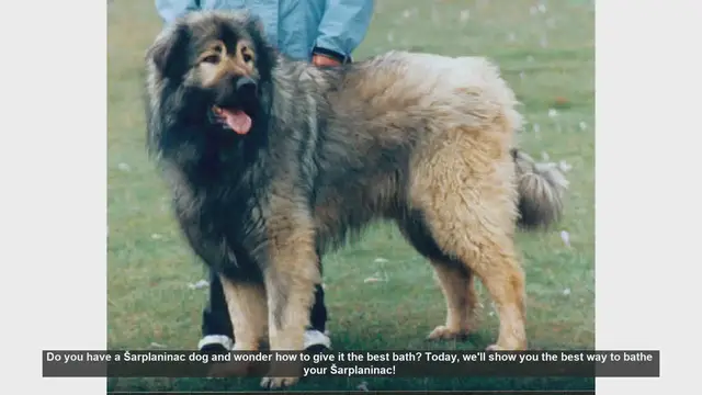Video thumbnail for How to Bathe Your Šarplaninac Dog: Step-by-Step Guide