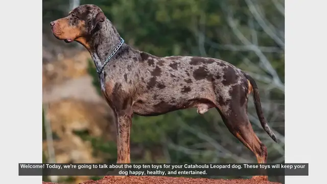 Video thumbnail for Top 10 Toys for Your Catahoula Leopard Dog