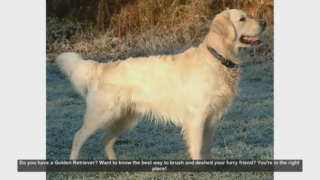 Video thumbnail for How to Brush and Deshed Your Golden Retriever: Tips and Tools