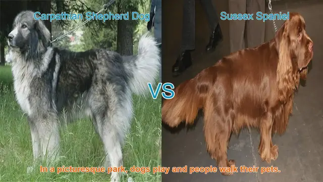 Video thumbnail for Comparing Carpathian Shepherd Dog and Sussex Spaniel: A Comprehensive Guide