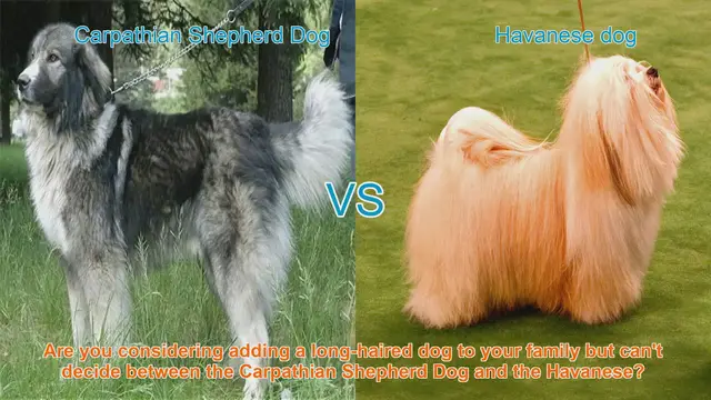 Video thumbnail for Carpathian Shepherd Dog vs. Havanese: A Detailed Breed Comparison