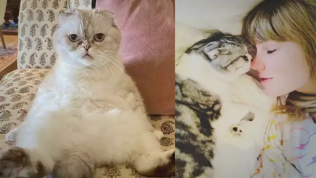Video thumbnail for Everything You Need to Know About Taylor Swift's Cats: Meredith, Olivia, and Benjamin