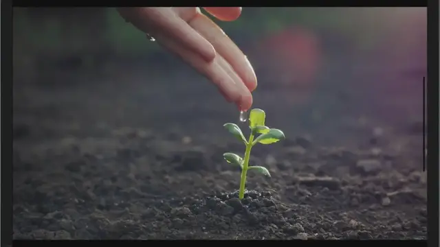 Video thumbnail for Magerwiesen-Margerite wird braun – 7 Gründe und Lösungen