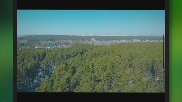 Video thumbnail for Secrets of the Forest Revealed: The Hidden Truth Behind Bare Soil Under Pine Trees