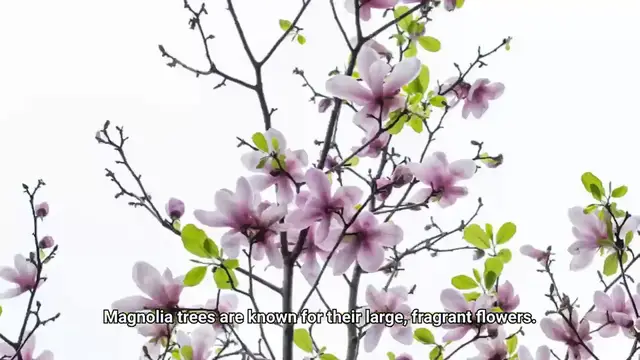 Video thumbnail for Magnolia Tree