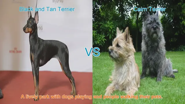 Video thumbnail for Comparing Black and Tan Terrier vs. Cairn Terrier: Key Differences and Similarities
