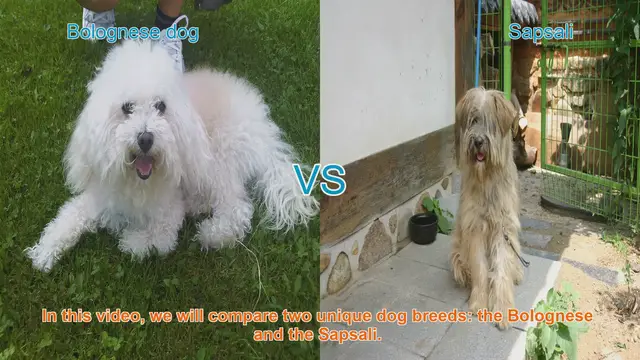Video thumbnail for Bolognese vs. Sapsali: A Comparison of Unique Dog Breeds