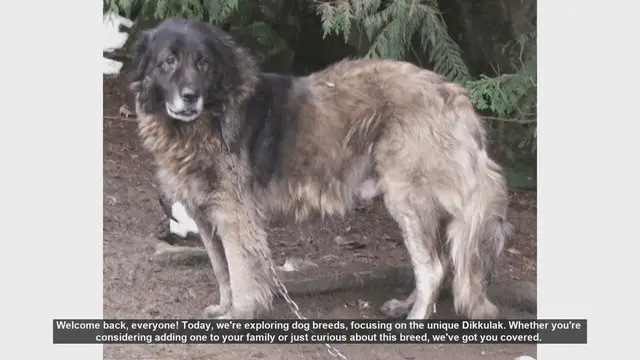 Video thumbnail for Dikkulak Dog Breed: Pros and Cons of Owning This Unique Pet