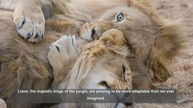 Video thumbnail for 10 Surprising Ways Lions Are Adapting to Modern Environments