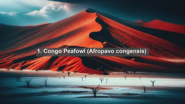 Video thumbnail for Discover the Avian Wonders: Top 10 Native Birds in the Democratic Republic of the Congo