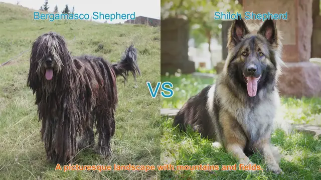 Video thumbnail for Bergamasco Shepherd vs. Shiloh Shepherd: A Comprehensive Comparison