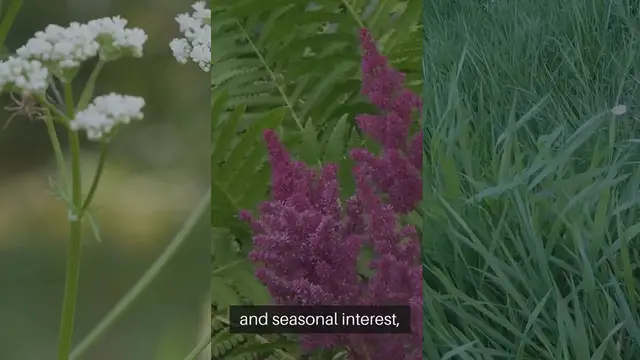 Video thumbnail for Ornamental Grass Gardening Ideas