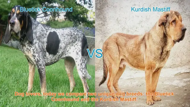 Video thumbnail for Bluetick Coonhound vs. Kurdish Mastiff: A Breed Comparison