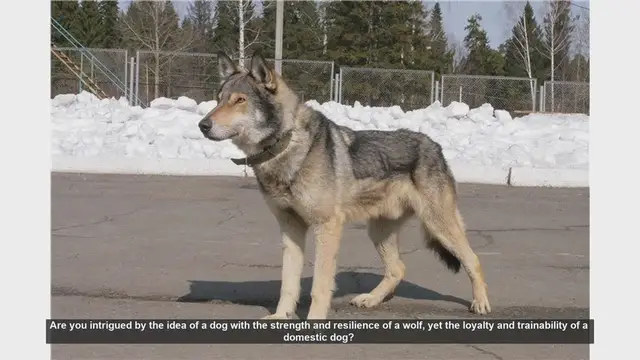Video thumbnail for Meet the Volkosob: The Ultimate Wolfdog Hybrid
