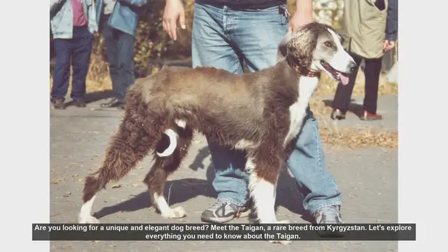 Video thumbnail for Discover the Taigan: The Elegant and Rare Dog Breed from Kyrgyzstan