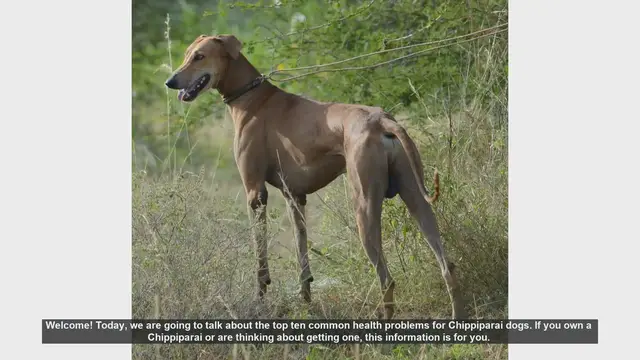 Video thumbnail for Top 10 Common Health Problems in Chippiparai Dogs