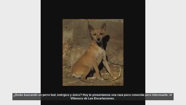 Video thumbnail for Descubre al Villanuco de Las Encartaciones: El Perro Perfecto para Familias Activas