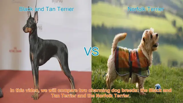 Video thumbnail for Comparing Black and Tan Terrier vs. Norfolk Terrier: A Guide to Choosing the Right Terrier Breed
