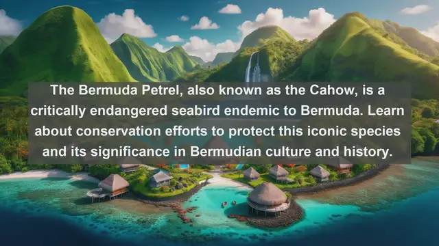 Video thumbnail for Discovering Bermuda's Biodiversity: Top 10 Native Animals