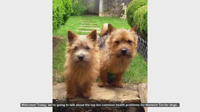 Video thumbnail for Top 10 Common Health Problems in Norwich Terriers