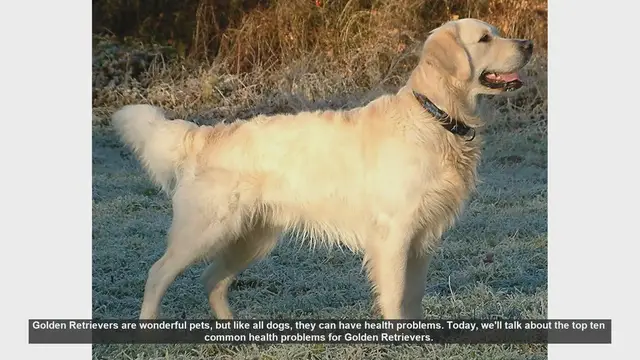 Video thumbnail for Top 10 Common Health Problems in Golden Retrievers