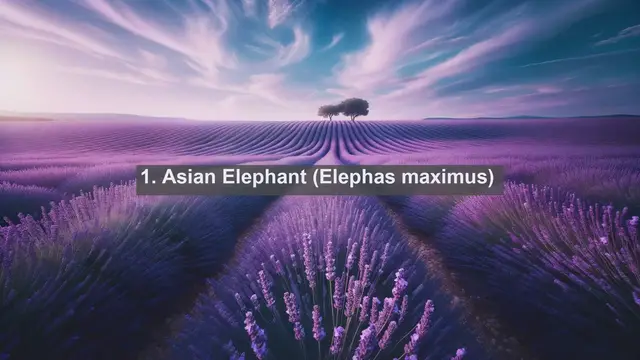 Video thumbnail for Exploring the Rich Biodiversity: Top 10 Native Fauna in Vietnam