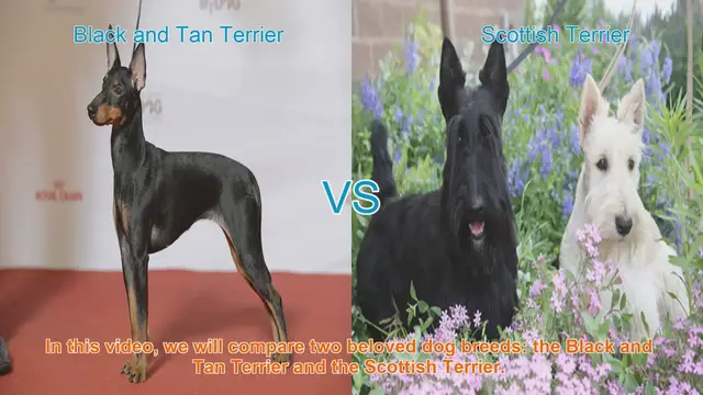 Video thumbnail for Comparing Black and Tan Terrier vs. Scottish Terrier: A Guide to Choosing the Right Breed