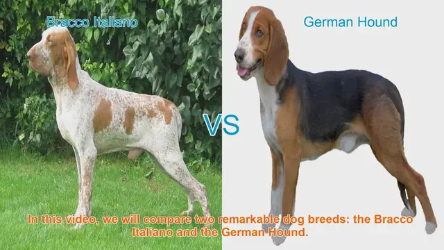 Video thumbnail for Bracco Italiano vs. German Hound: A Comprehensive Comparison