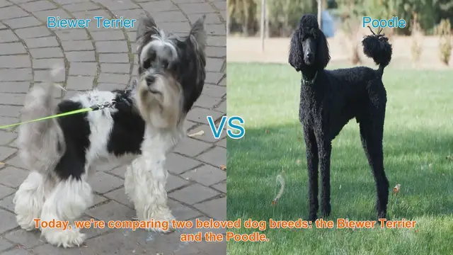 Video thumbnail for Biewer Terrier vs. Poodle: A Comprehensive Comparison