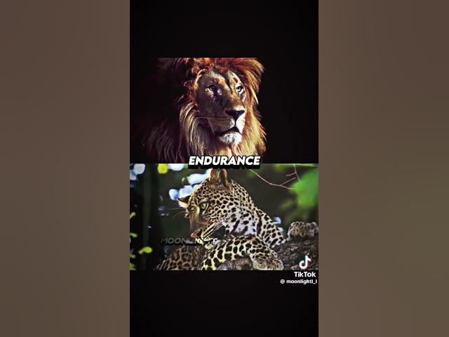 Video thumbnail for Lion vs Leopard | @patrickbell7035