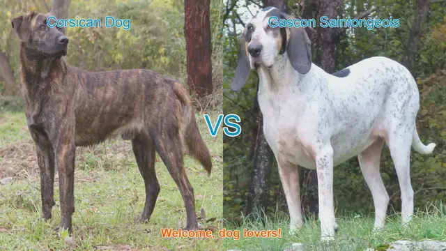 Video thumbnail for Corsican Dog vs. Gascon Saintongeois: A Comparative Guide