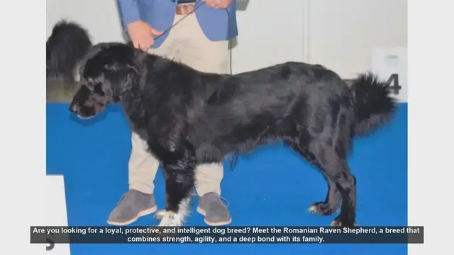 Video thumbnail for Meet the Romanian Raven Shepherd: The Ultimate Guardian and Loyal Companion