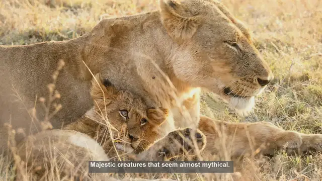 Video thumbnail for 10 Remarkable Facts About White Lions