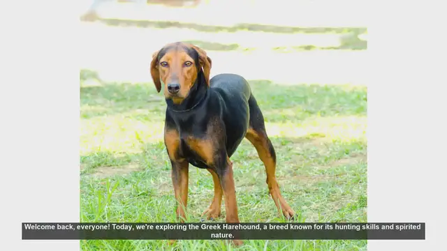 Video thumbnail for Greek Harehound: Pros and Cons of This Spirited Hunting Dog