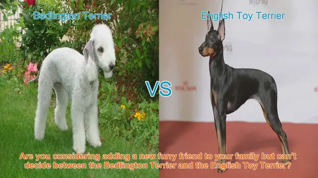Video thumbnail for Bedlington Terrier vs. English Toy Terrier: Choosing the Right Breed for Your Family