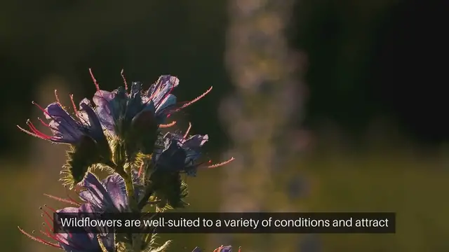 Video thumbnail for Wildflower Garden Tips