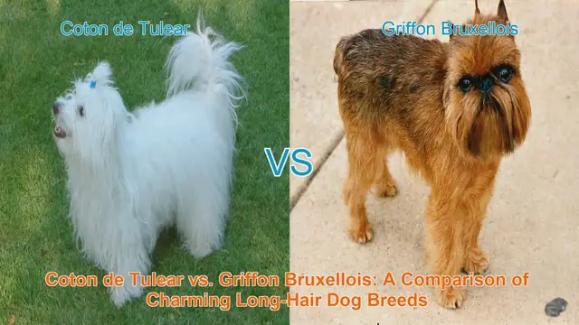Video thumbnail for Coton de Tulear vs. Griffon Bruxellois: A Comparison of Charming Long-Hair Dog Breeds