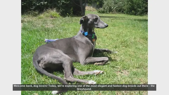 Video thumbnail for Top 10 Fascinating Facts About Greyhounds