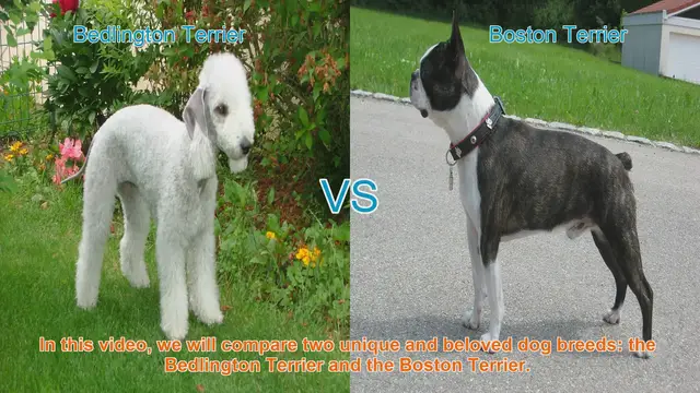 Video thumbnail for Bedlington Terrier vs. Boston Terrier: A Comparison of Beloved Dog Breeds