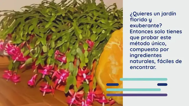 Video thumbnail for Nunca floreció así: 1 cucharada de este ingrediente hace la diferencia