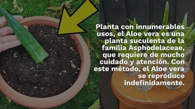 Video thumbnail for Aloe vera, de la hoja a la planta: con este método se reproduce infinitamente