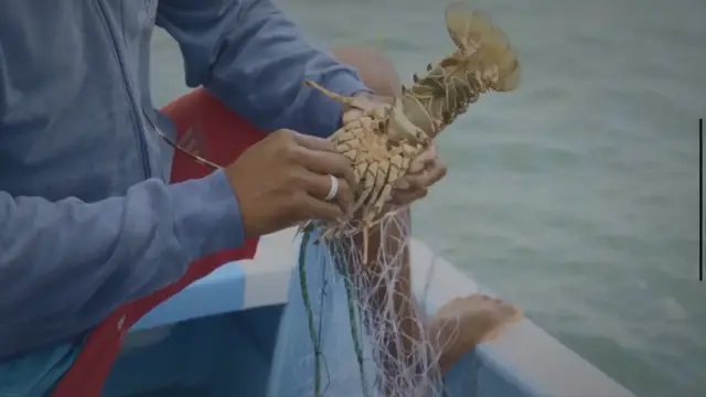 Video thumbnail for Is There a Lobster Season in Mexico