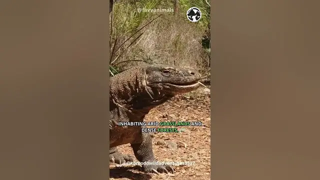 Video thumbnail for Komodo Dragon The World's Largest Lizards #shorts #komodo