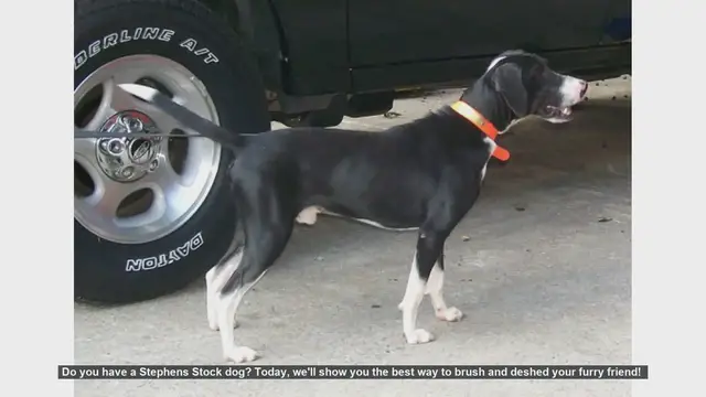 Video thumbnail for How to Brush and Deshed Your Stephens Stock Dog