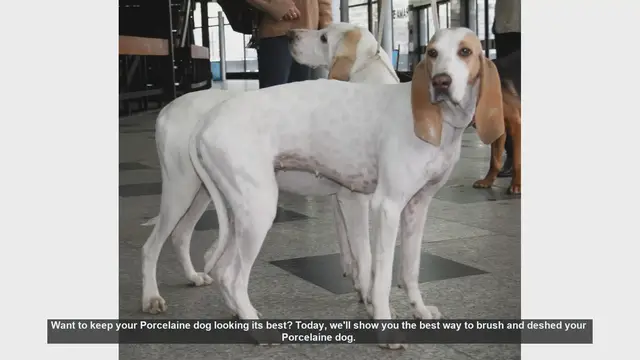 Video thumbnail for How to Brush and Deshed Your Porcelaine Dog: Step-by-Step Guide