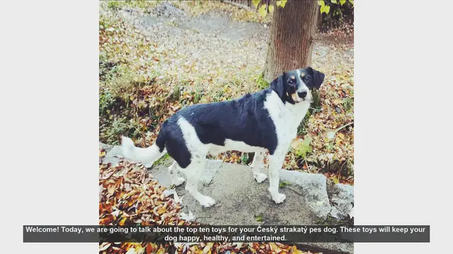 Video thumbnail for Top 10 Toys for Your Český Strakatý Pes Dog