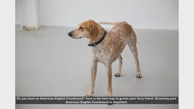 Video thumbnail for How to Groom Your American English Coonhound: A Step-by-Step Guide