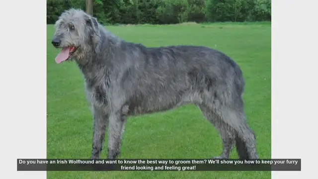 Video thumbnail for How to Groom Your Irish Wolfhound: Essential Tips for a Happy and Healthy Dog
