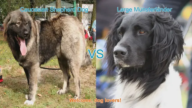 Video thumbnail for Caucasian Shepherd Dog vs. Large Münsterländer: A Breed Comparison